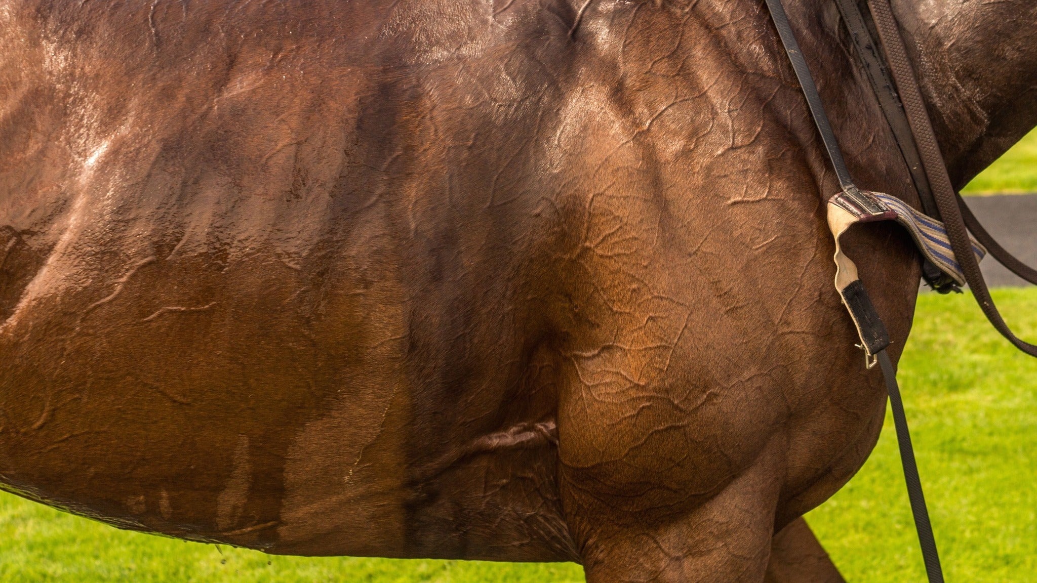 Belmont Racing performer